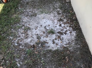 15 Best Lawn Care Services in West Palm Beach, FL 2020 ...