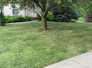 1 Westerville Oh Lawn Care Service Lawn Mowing From 19 Best 2020