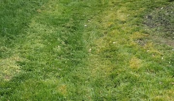 Brentwood Tn Lawn Care Service Lawn Mowing From 19 Rated Best 2020