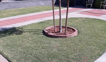 1 Phoenix Az Lawn Care Service Lawn Mowing From 19 Best 2020