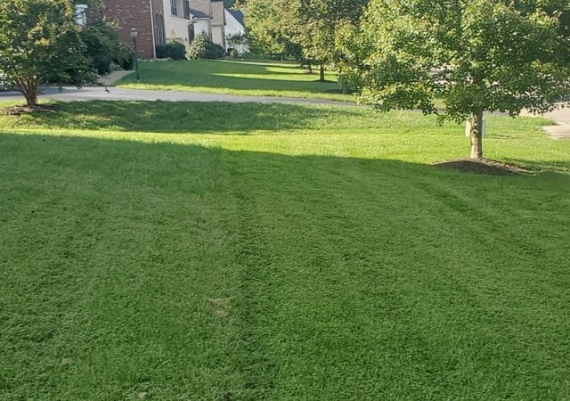 Richmond Va Lawn Care Service Lawn Mowing From 19 Lawnstarter