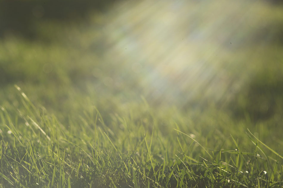 types of grass banner